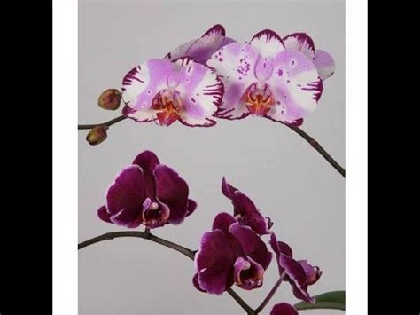 Unlocking the Hidden Potential of Phalaenopsis Magic Att for Love and Relationships